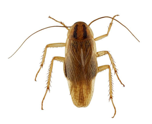 Torakka