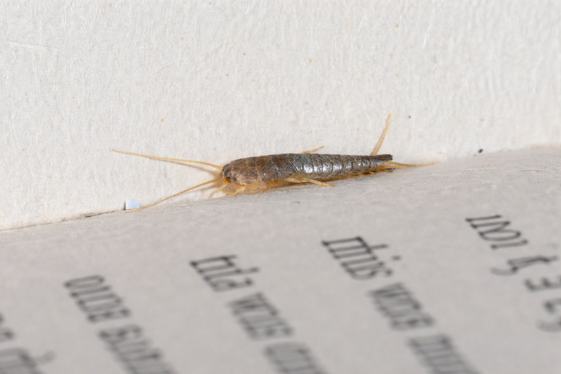 Paperitoukka kirjan päällä 