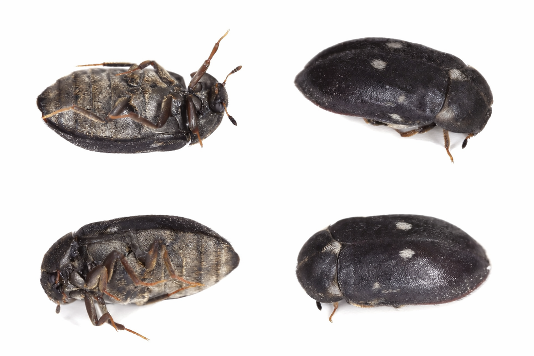 Turkiskuoriaisen tunnistus